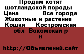 Продам котят шотландской породы › Цена ­ 2 000 - Все города Животные и растения » Кошки   . Костромская обл.,Вохомский р-н